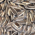 Vente chaude de graines de tournesol de Mongolie intérieure